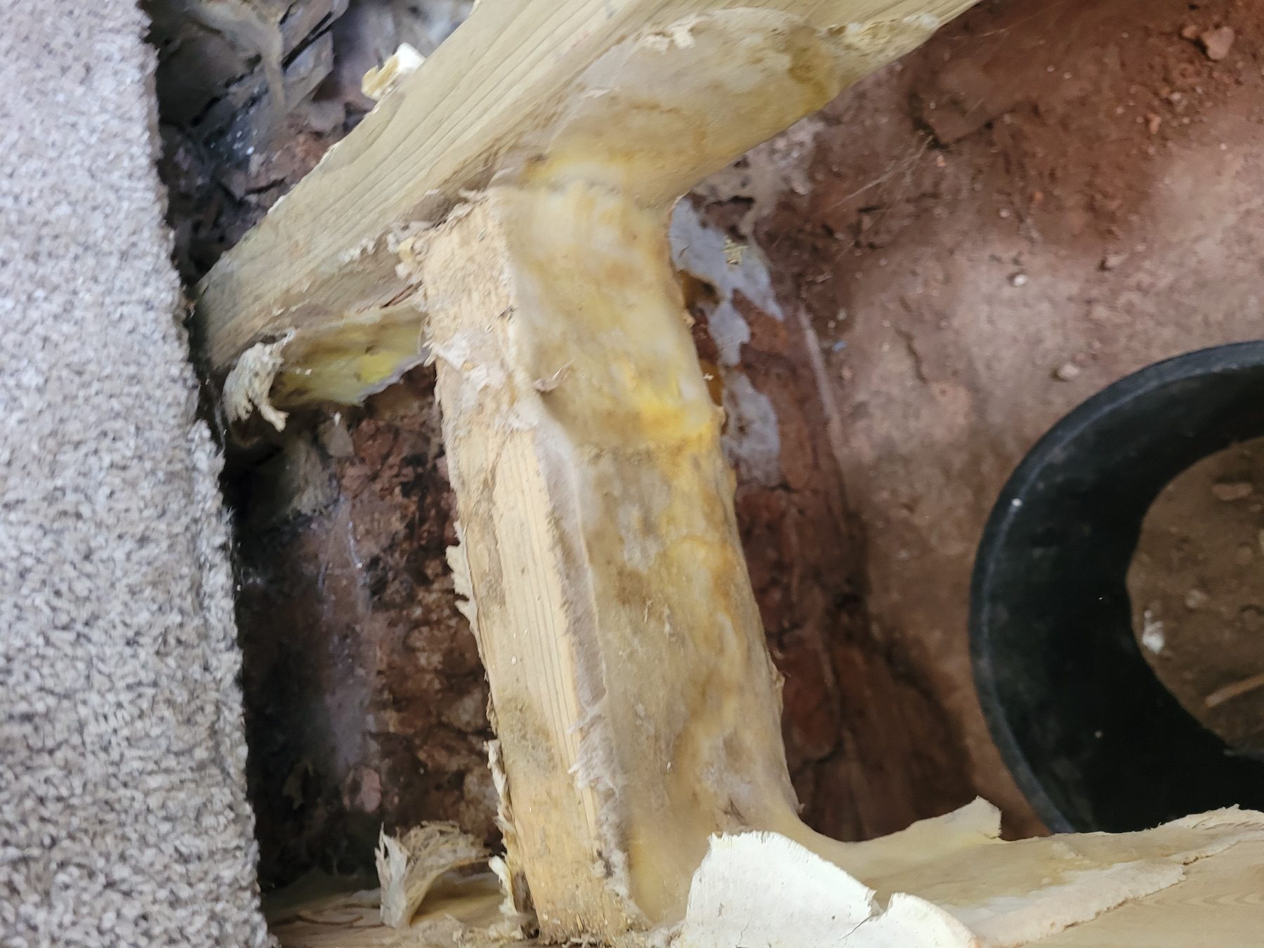 Close view of timber affected by decay during an inspection