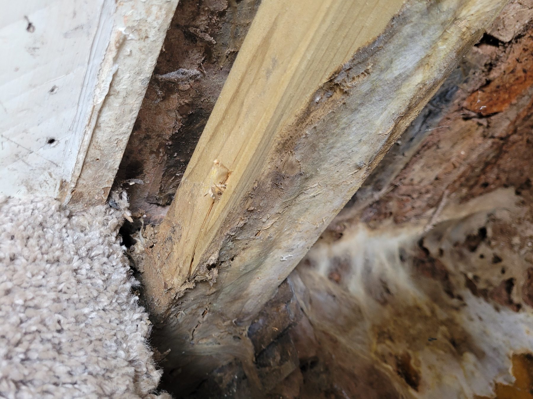 Further close view of decayed timber beneath a floor edge