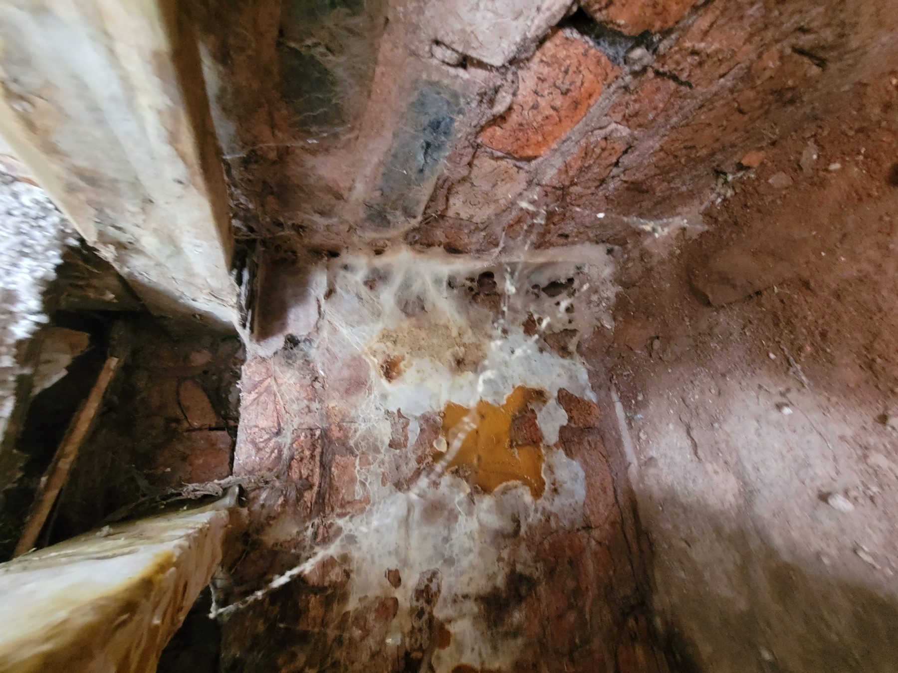 Dry rot growth beneath a staircase beside timber and masonry