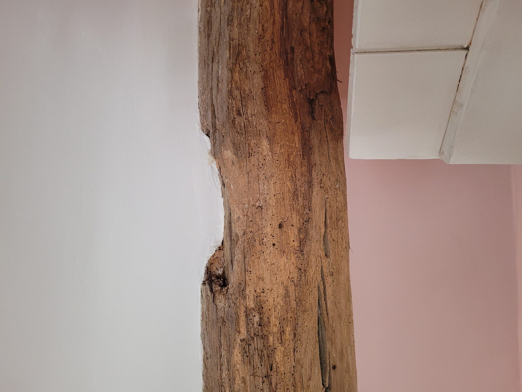 Historic woodworm activity visible in an old beam